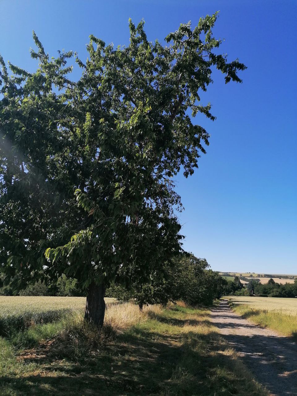 1. Kirschbaumweg.jpg